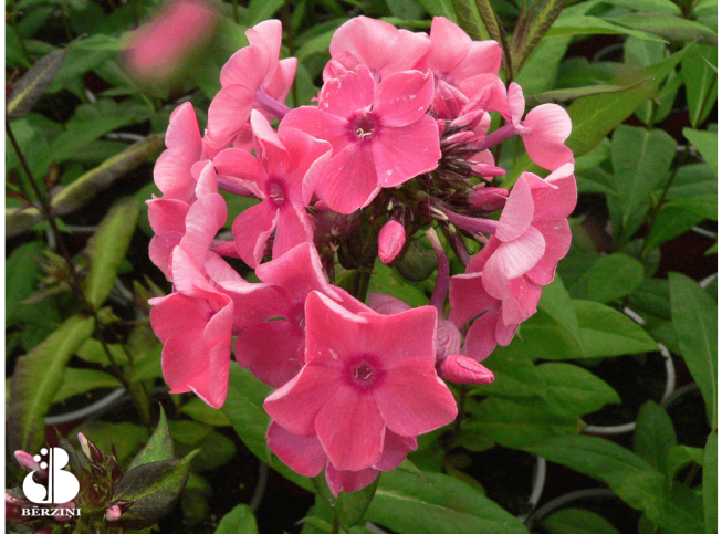Phlox paniculata   'Sweet Summer Orange Rose'